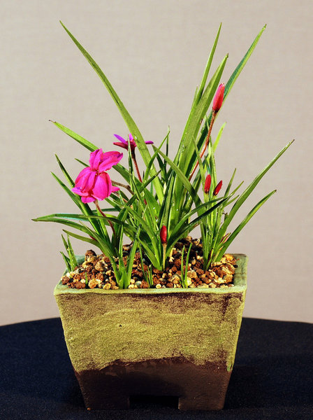 Rhodo, Schale Rasti
