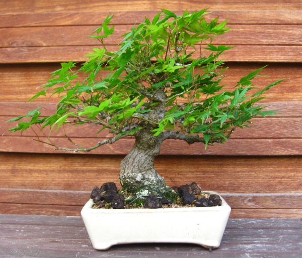 A_pal_Shohin_Jun_13.jpg