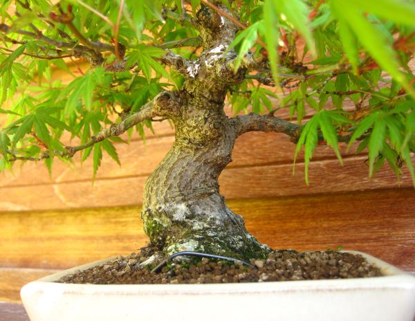 A_pal_Shohin_trunk_detail.jpg