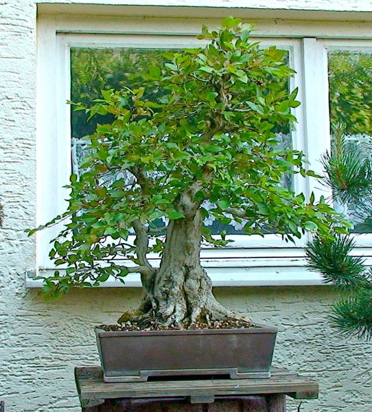 CarpinusMerlinJuni2013_2.jpg