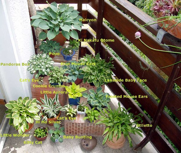 Hostas mit Namen