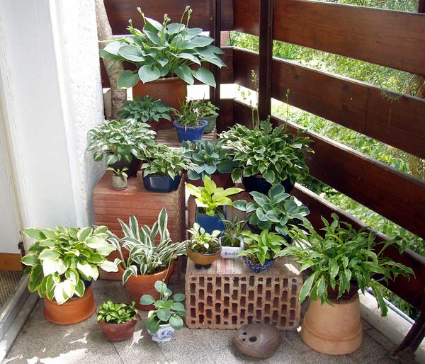 Hosta-"Treppchen"