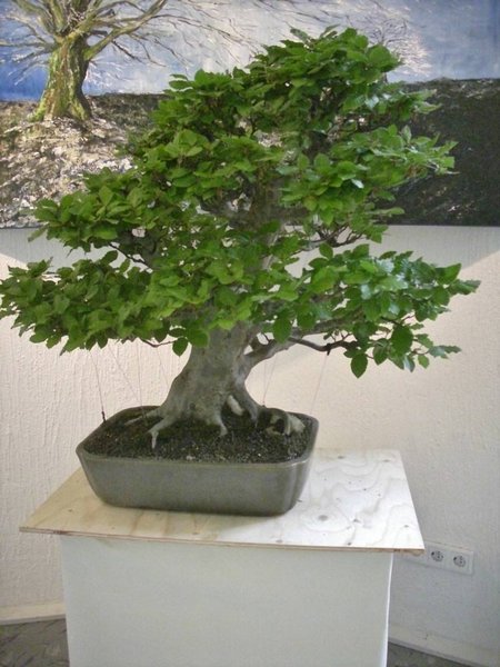 DSCI0124a.jpg
