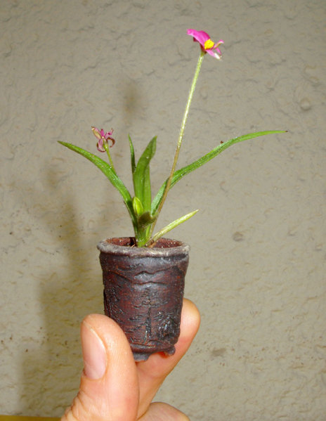 RhodoMini01small.jpg