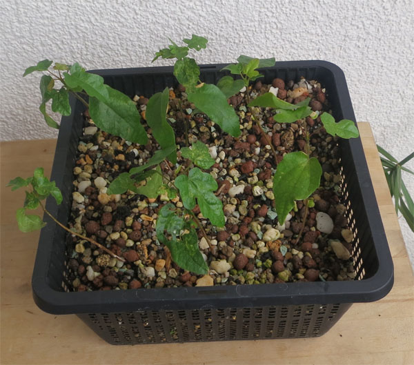 Feldahorn (?) aus freifliegenden Samen des letzten Jahres. Sie haben den üblen Winter überlebt, und ich musste sie dann ausjäten. Mal schauen, was passiert.