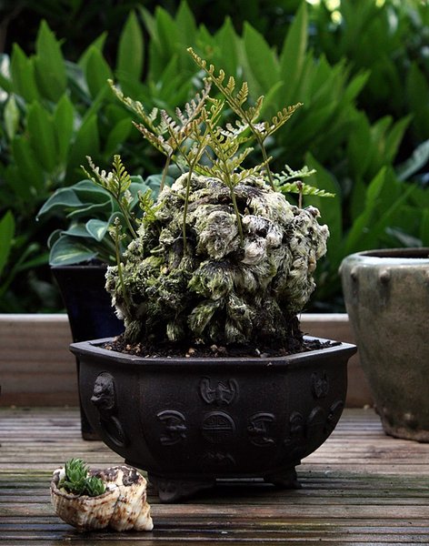 Davallia tyermanii 'Sekka',  Ballfarn.JPG