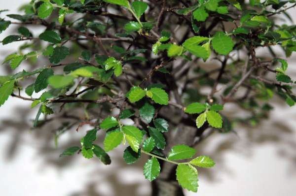 Die Austriebe sind über den Ganzen Baum schön verteilt und erst etwa 10 Tage alt.