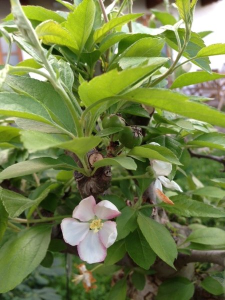 Man beachte die Früchte, die sich schon aus der 1. Blüte entwickelt haben