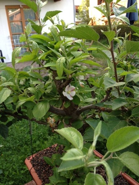 Apfel2.jpeg