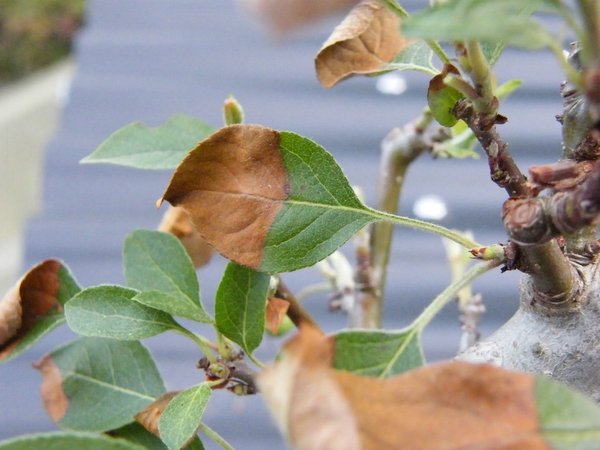 Comp_Malus 002.jpg