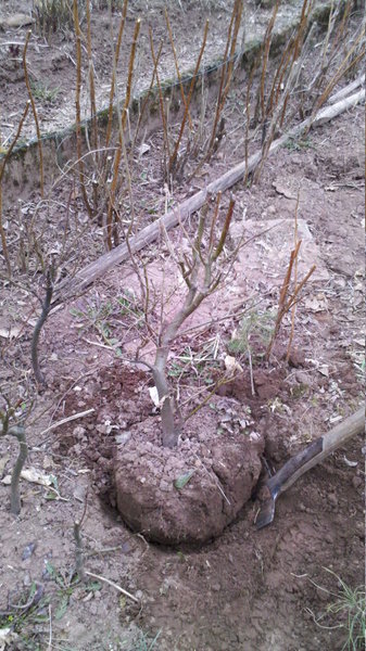Hauptbaum im Beet - April 2013