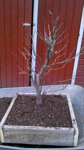 Hauptbaum im ersten Kasten - April 2013