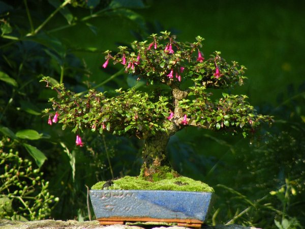 Comp_Fuchsia_micro 004.jpg