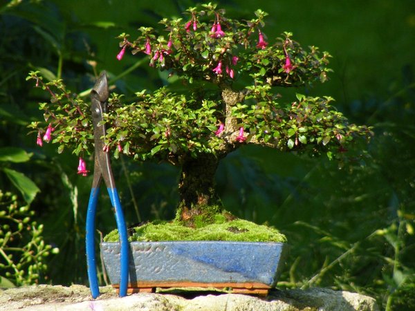 Comp_Fuchsia_micro 007.jpg