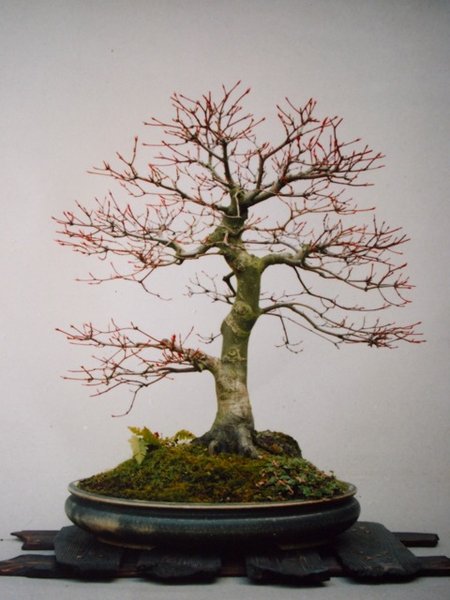Ahorn 1996