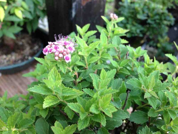 spiere blüte.jpg