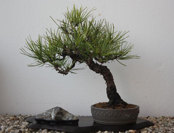 densiflora heikes uebersetzung/tipps von rain waren hier gold wert fast hede geschnittene kerze 1-4 knospen