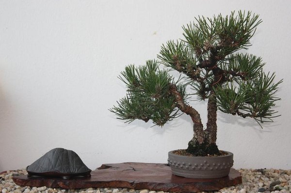 immer dieser kagg 2 d efekt der baum ist der knaller