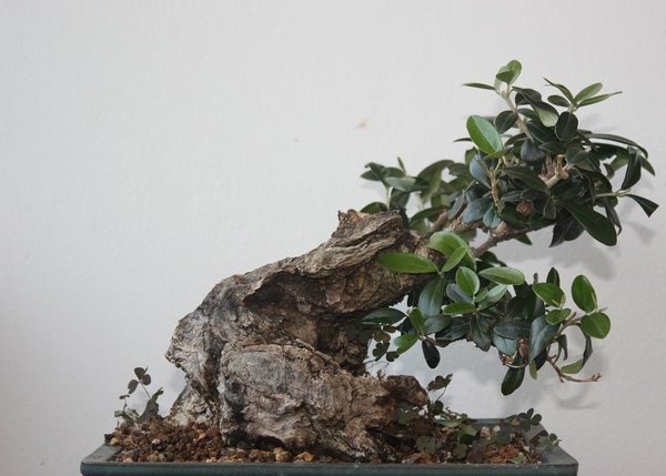 die olive kennen auch noch einige so langsam wird sie mame :)  ne wieder den krebs und ab geschnitten koennte auch was ganz kleines draus werden alles oben ab