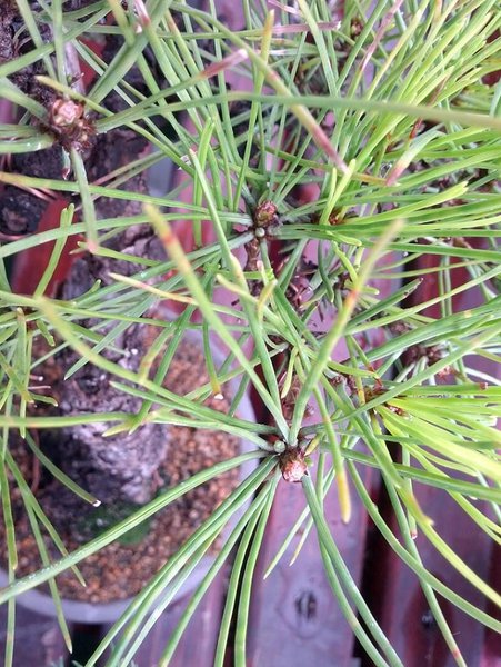 densiflora an jeder beschnittenen kerze 1-4 knospen die zum teil nadeln schieben