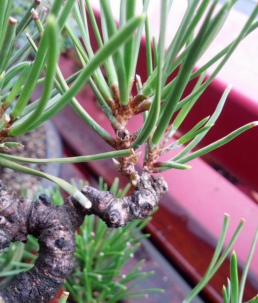 koramatsu auf 1 cm ast 6 knospen (die anderen 2 sind auf der rückseite)