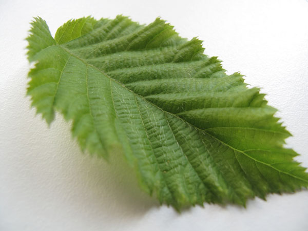 Hopfenbuche