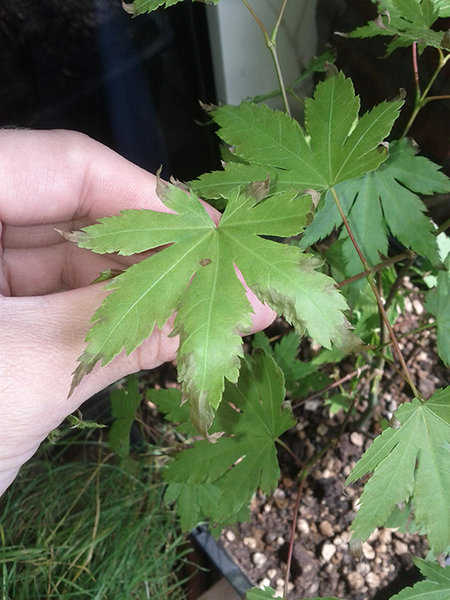 IMG_20130714_152109.jpg