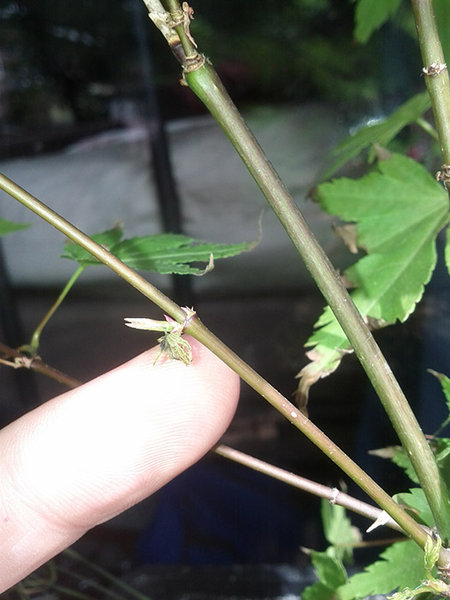 IMG_20130714_152131.jpg