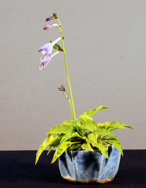H. ginger, Schale DB