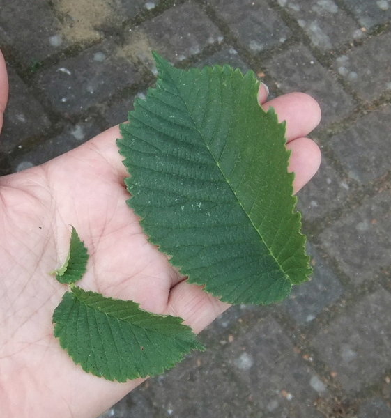 3 Größen an einem Zweig, im Topf sind bei mir nur kleine blätter gewachsen, im Beet ging es dann ab