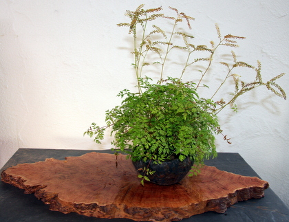 Bonsaibilder-Forum 038.jpg