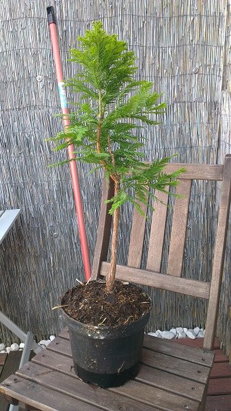 50 cm hoch, Stamm 1,5 cm dick
