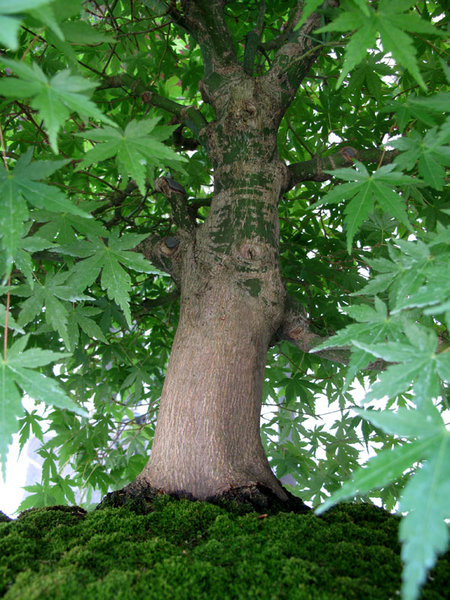 Kopie von IMG_0548b..jpg
