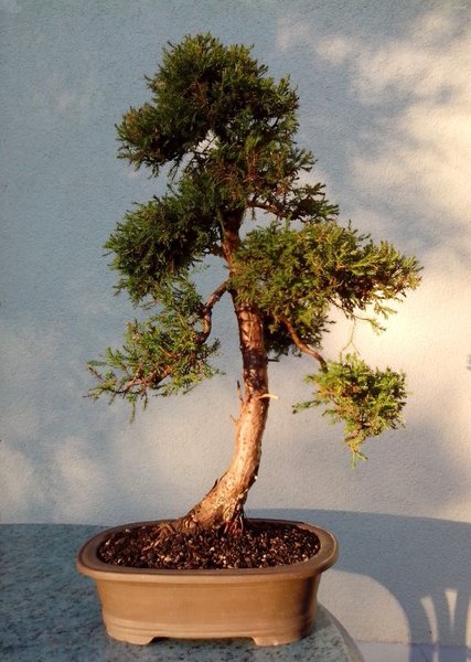 Thuja-A.jpg
