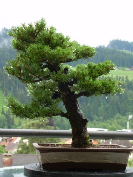 Vorherige Schale