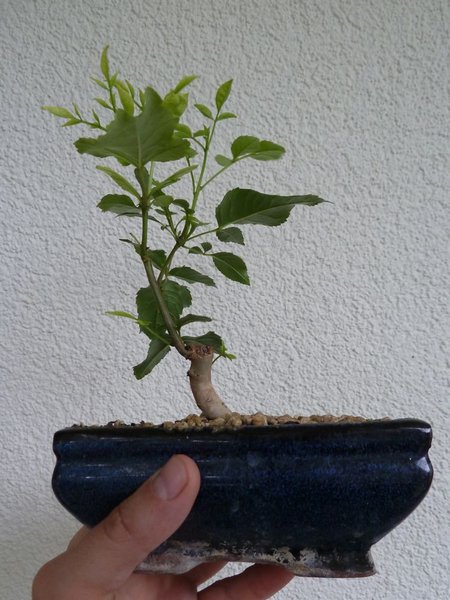 P1070751.jpg