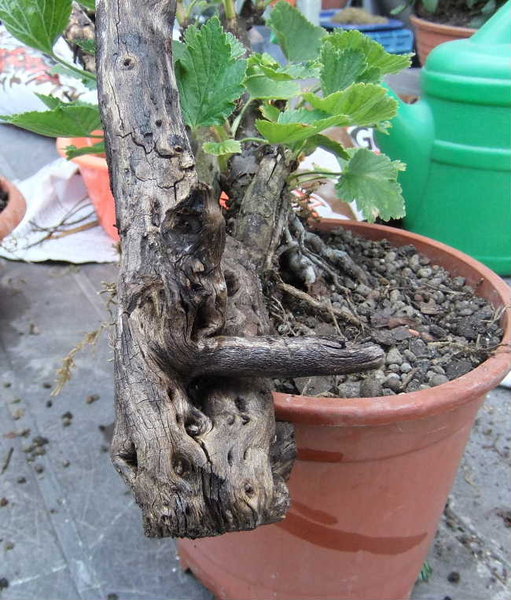 Das 2. Totholzdetail von Baum C, versehentlich hatte ich da ein falsches Bild geladen.