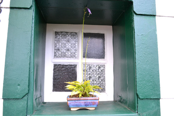 Hosta "Ginger" Pot Japan