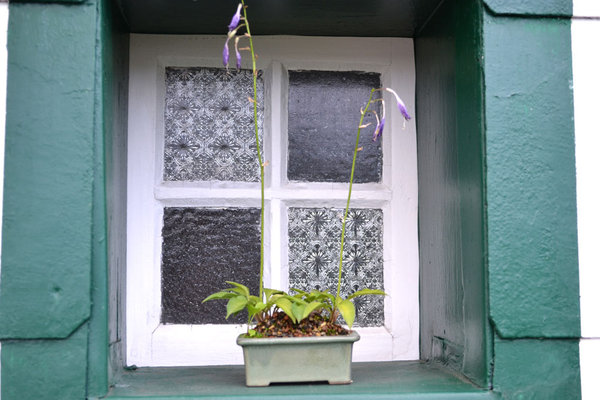 Hosta "Japangirl" Pot Japan