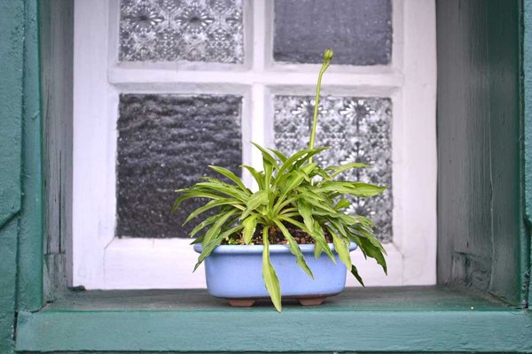 Hosta "Mount Kiri shina" Pot Japan