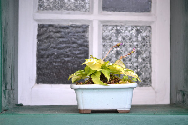 Hosta "Crackers Crumbs" Pot Japan