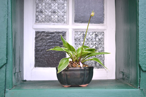 Hosta "Dixie Chick" Pot Japan