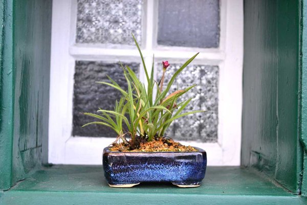 Rodo "Kiwi Joy" Pot Japan