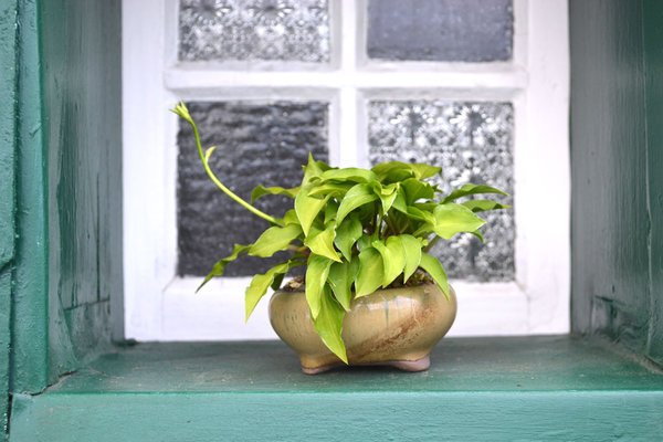 Hosta "Venusta" Pot Japan