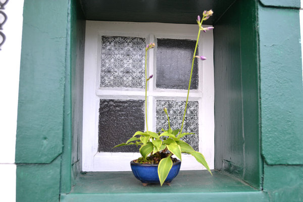 Hosta "Venusta Aureamagirata" Pot Japan