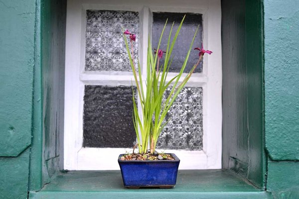 Rodo "Milloides Claret" Pot Japan