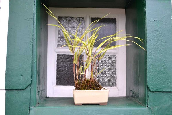 "Haconechloa maera Aureda" Pot Japan