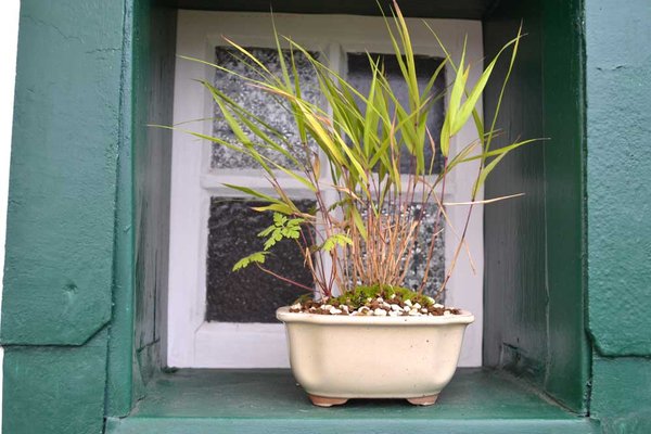 Gras ? Pot Japan