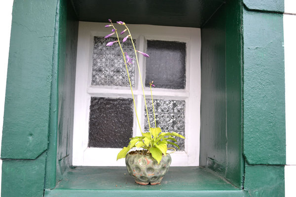 Hosta "Lemon Lime" Pot ?
