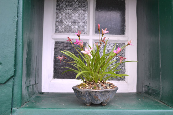 Rodo "Hebron Farm Cerise" Pot Tom Benda